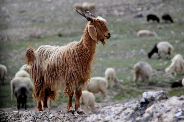 a goat with long horns standing on rocks