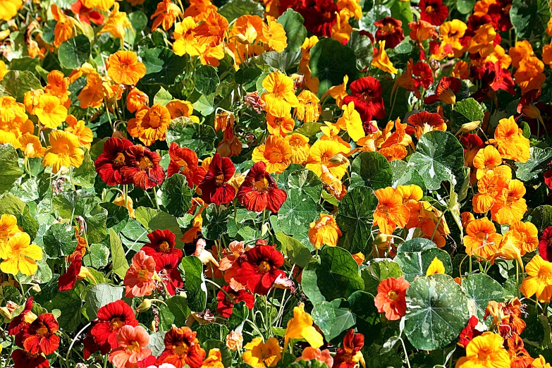 a colorful garden is shown full of different flowers