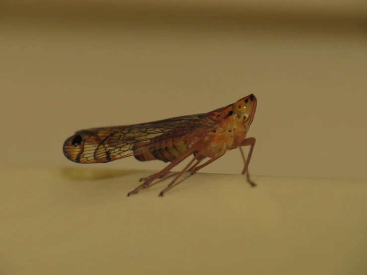 a close - up of a fly insect eating soing off the ground