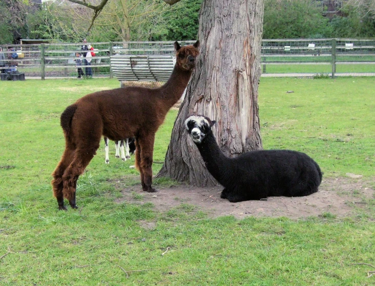 an llama and some goats near the base of a tree