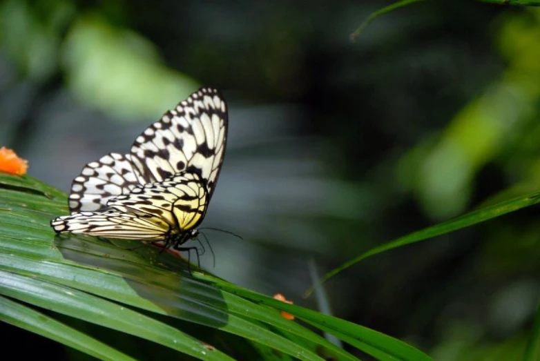 a erfly that is laying on a leaf