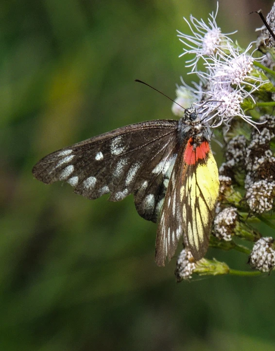 a erfly rests on the white flowers