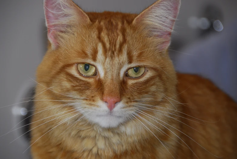 an orange tabby cat is sitting in front of a mirror