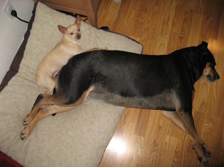 two dogs lying on the floor looking at each other