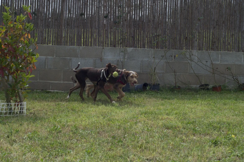 two dogs playing with a ball in the yard