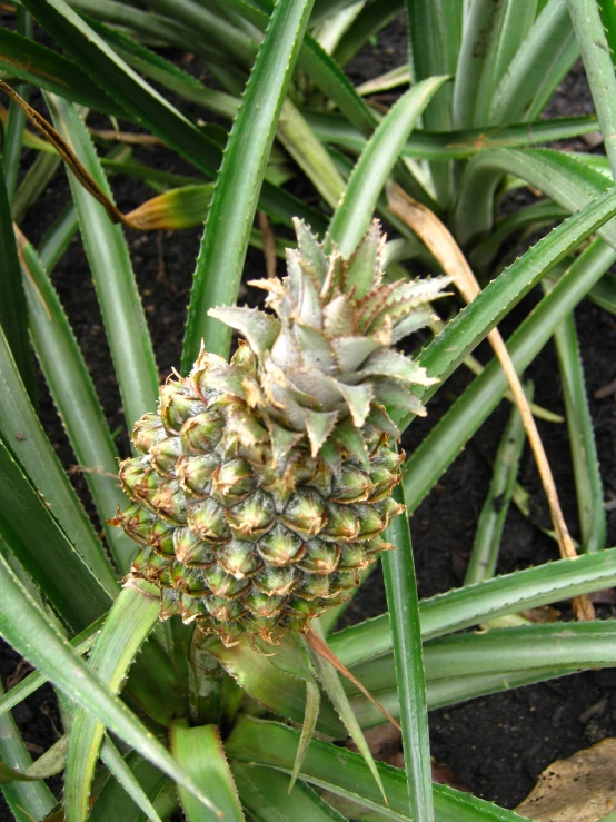 a pineapple sitting on the stem of an pine tree
