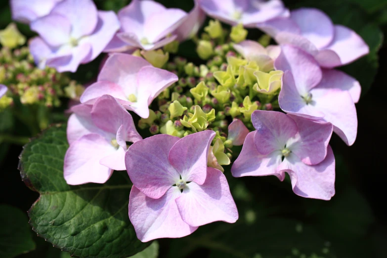 a bunch of purple flowers sitting in a flower pot