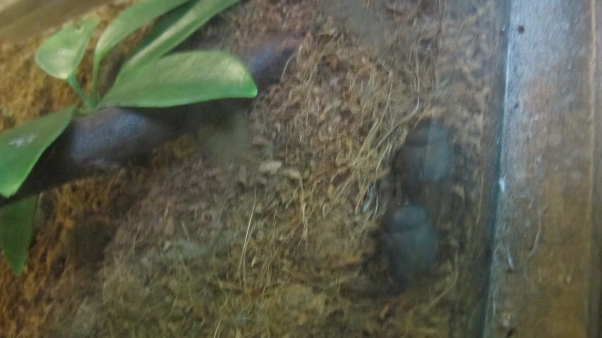 an animal hiding in the ground near a pile of hay