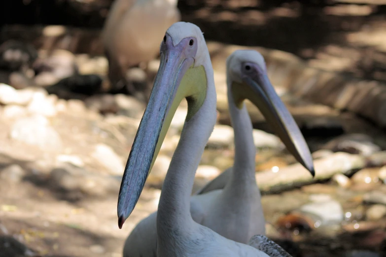 two birds with large beaks standing next to each other