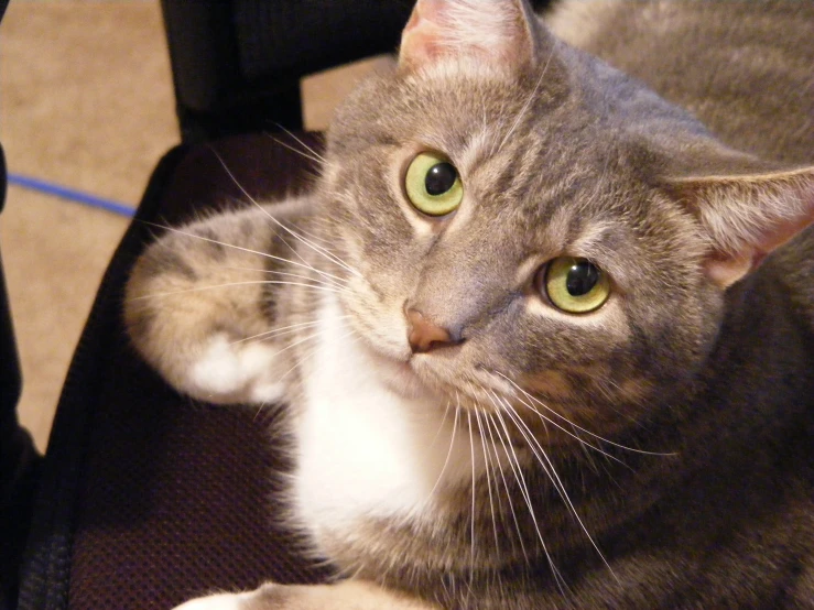 grey cat looking at the camera while lying on a chair