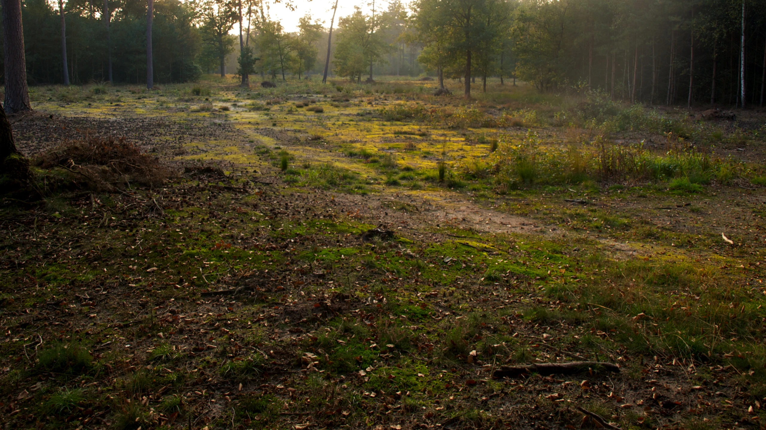 a sunlit forest filled with lots of trees