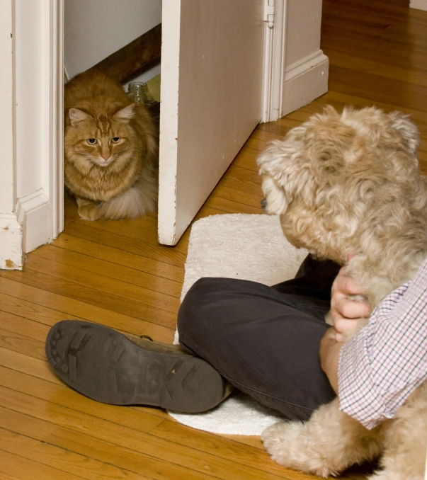 a dog and a cat sit on the floor, looking into a doorway