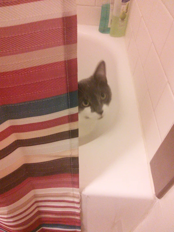 cat peeking out through hole in bathroom area