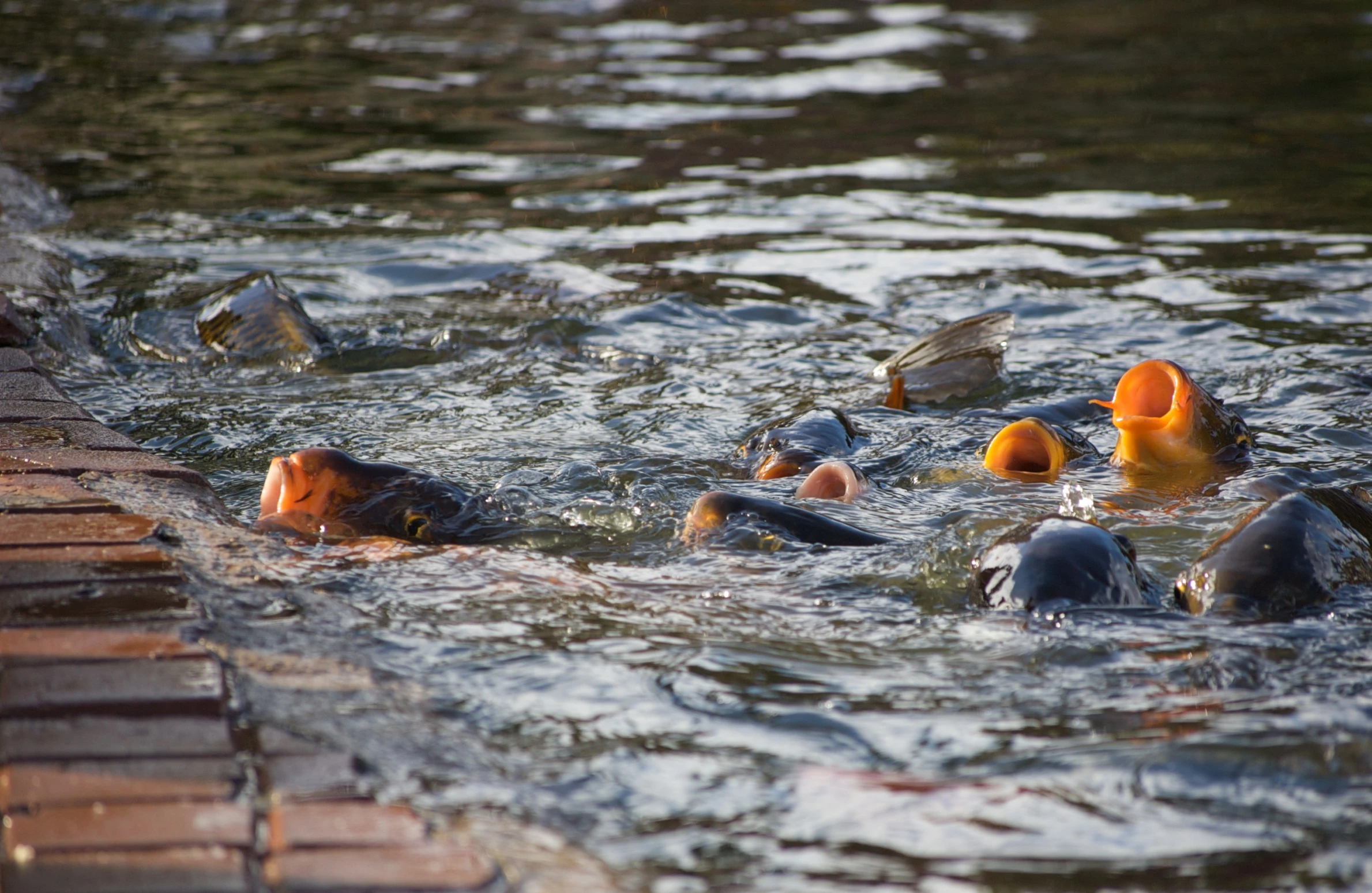 several carpies swim in a body of water