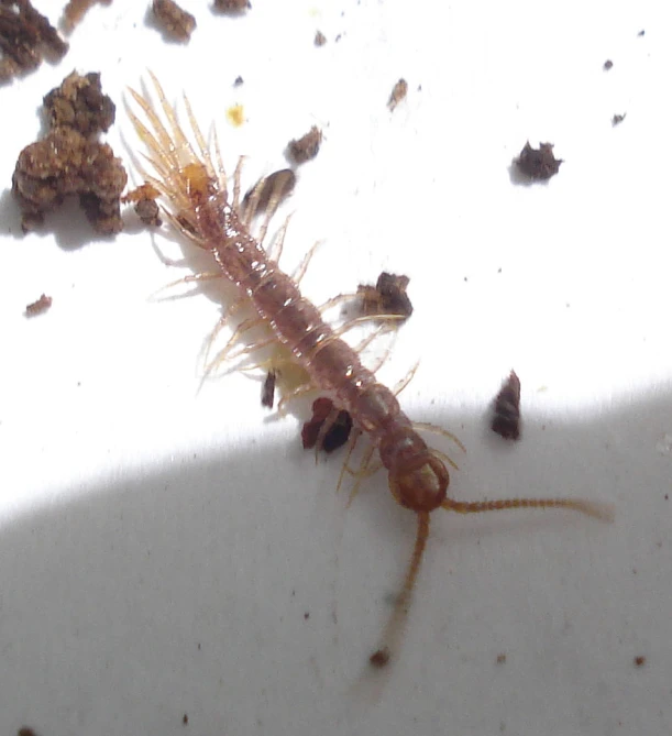 a group of bugs on the side of a white object