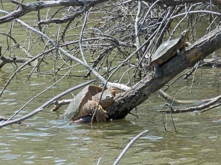 two birds in a large body of water