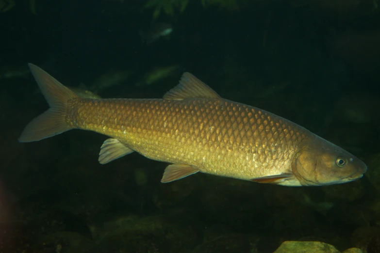 a fish in an aquarium, seen in night