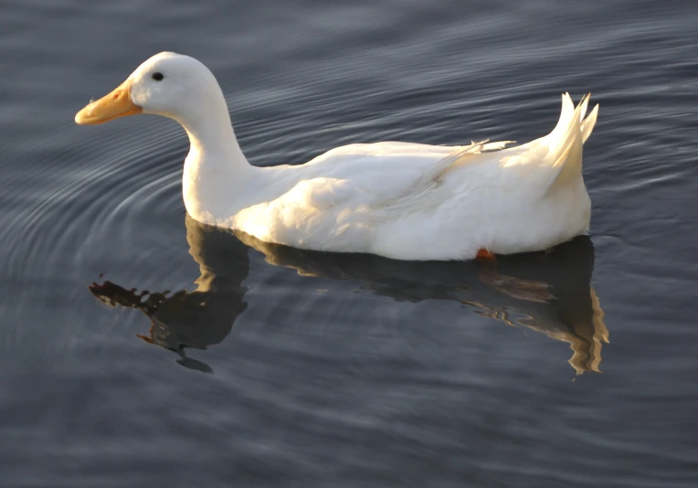 white duck swimming through an almost empty lake
