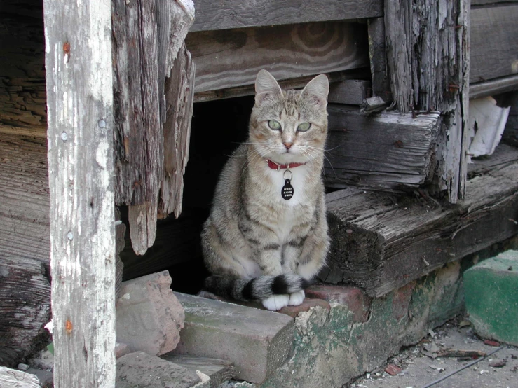 a gray cat sitting on the side of an old building