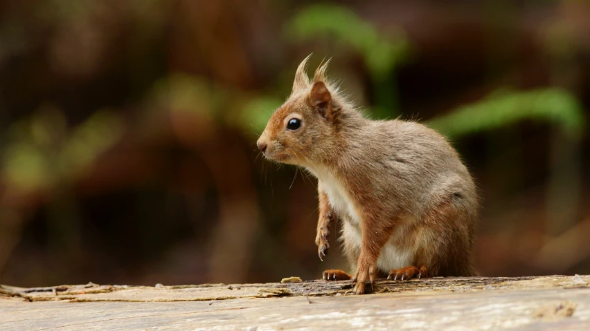 an adorable squirrel is staring straight ahead