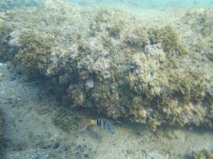 an uprooted underwater view of coral