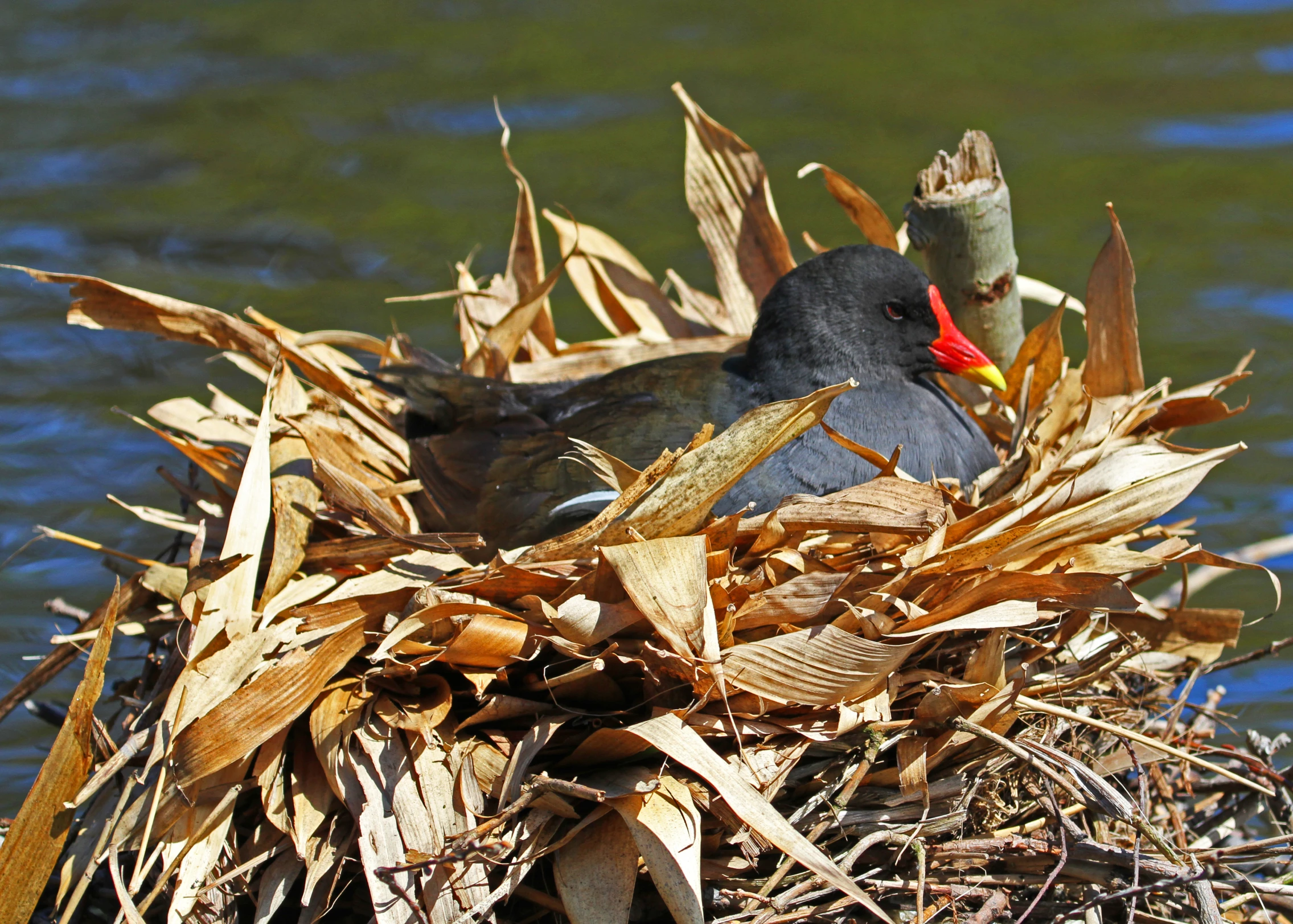 a bird sits in the nest on the side of a body of water