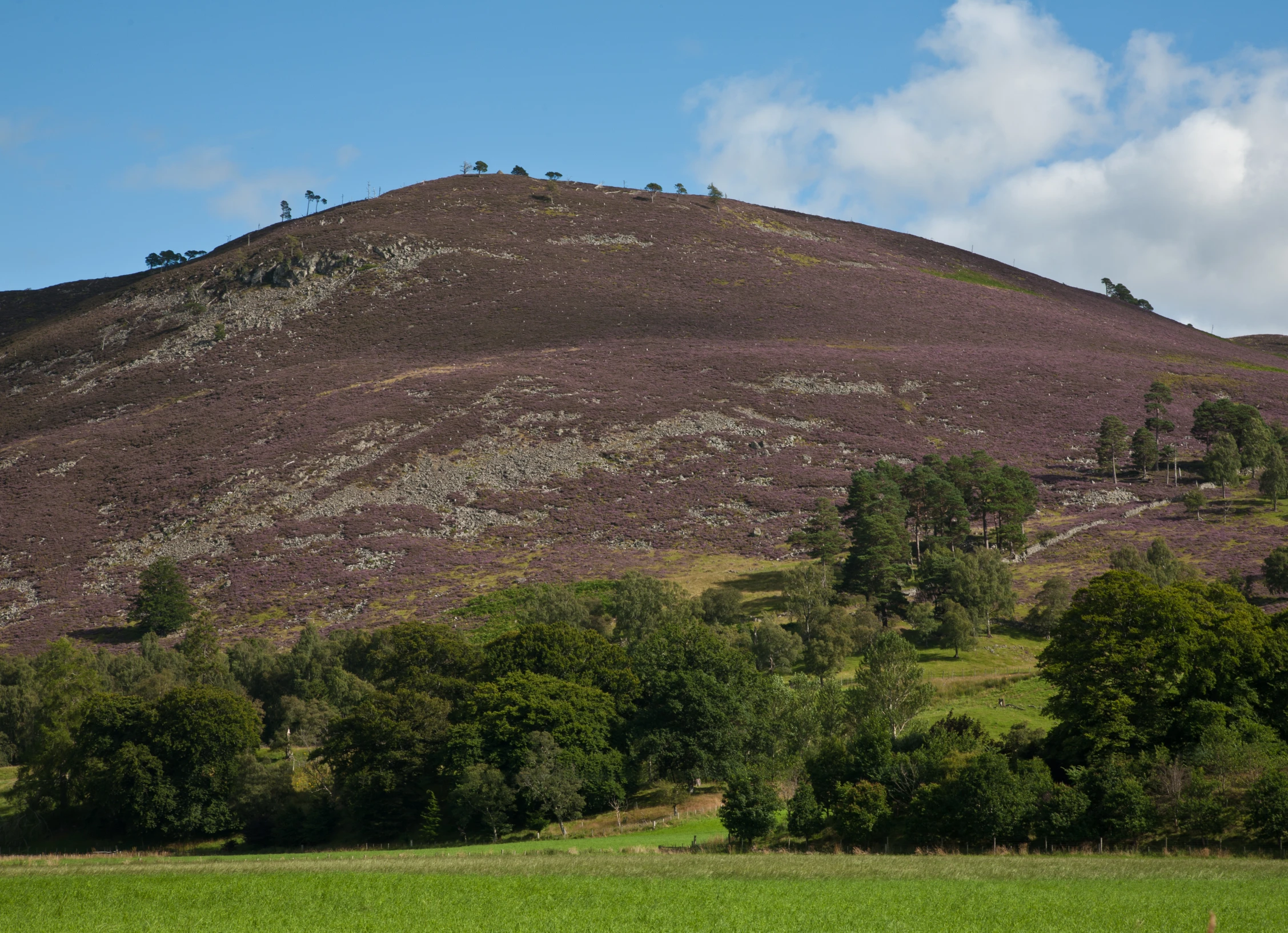 a mountain with trees surrounding it in a field