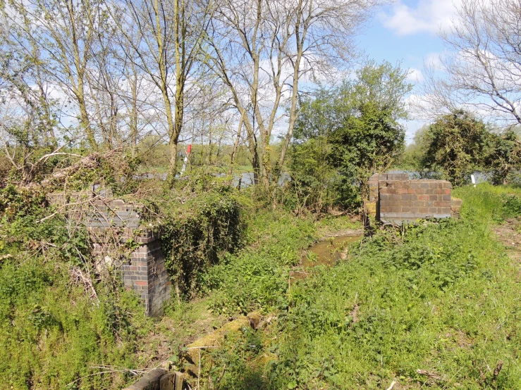 this picture shows overgrown area, with trees and bushes on the ground