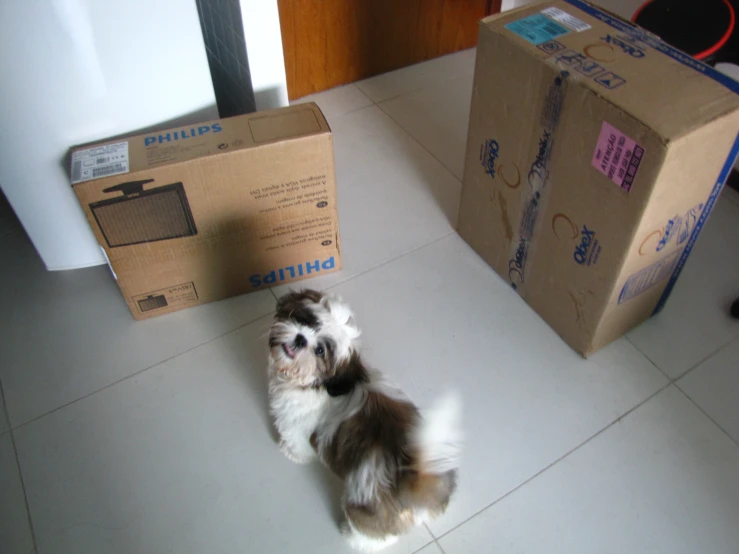 an adorable dog sits in front of a cardboard box