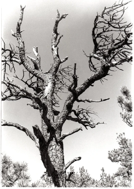 this is a very old looking tree in a field