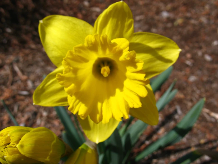 two flowers in a bed of dirt with a red background