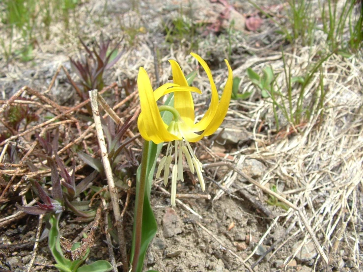 some yellow flowers are growing in the dirt