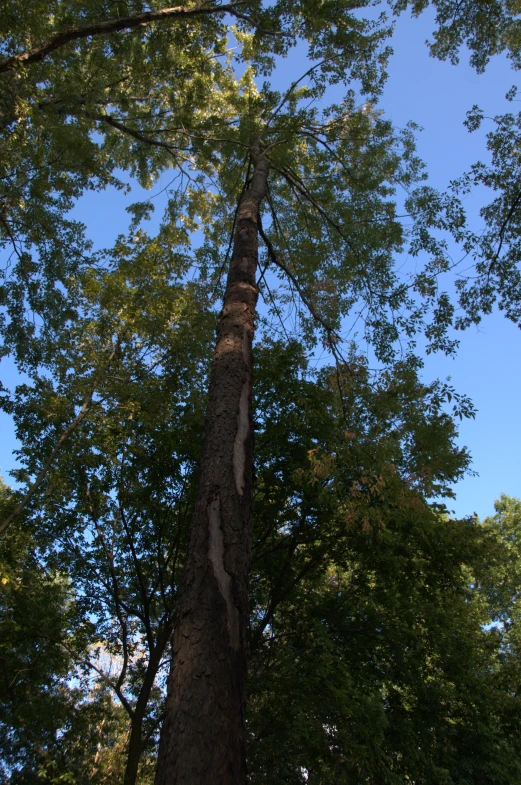 there is a tree with an odd knot coming from it