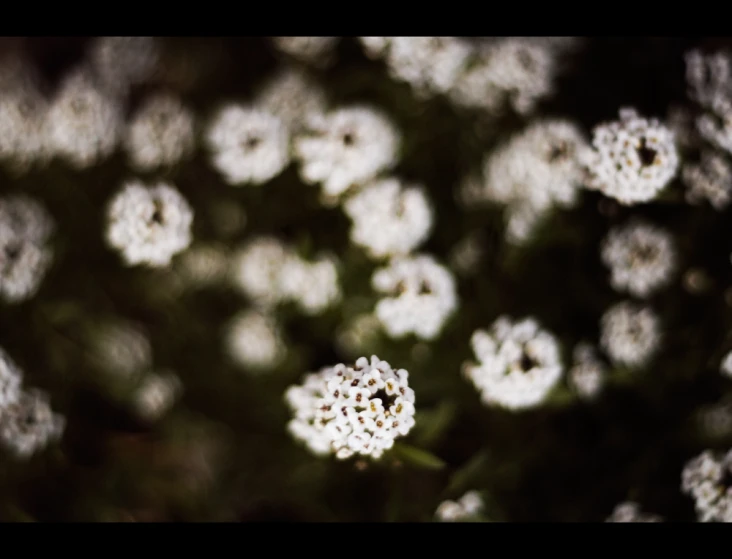 white flowers sitting in the middle of a green field