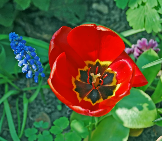 closeup of a red flower with green leaves