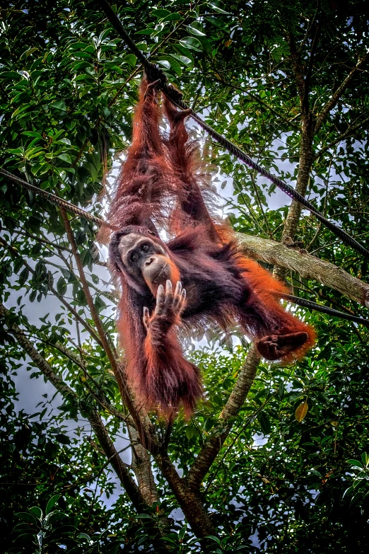 an adult orangutan is hanging on the nches of a tree