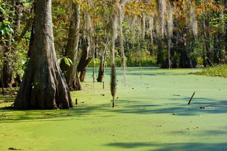 green algae is on the ground near trees