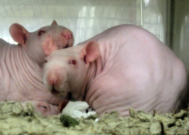 two very cute looking animals in a cage