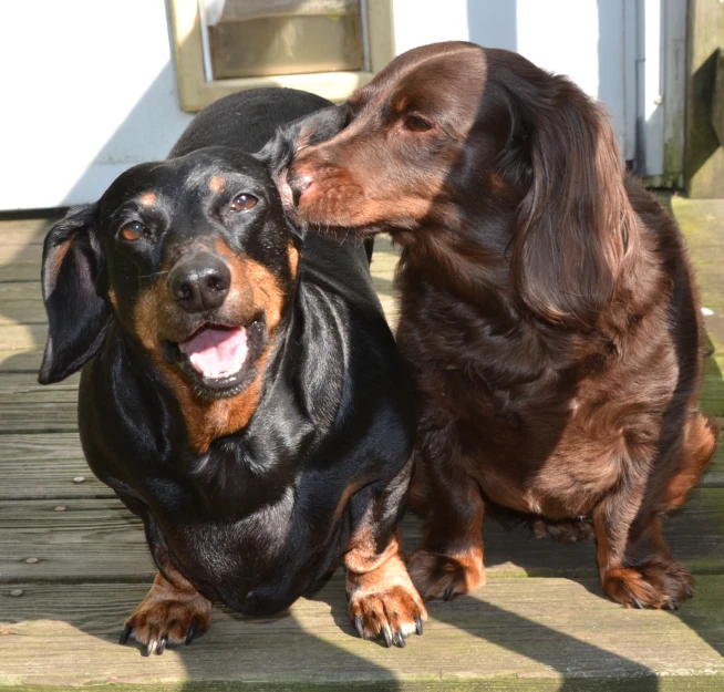 a brown and black dog lying on a wooden deck