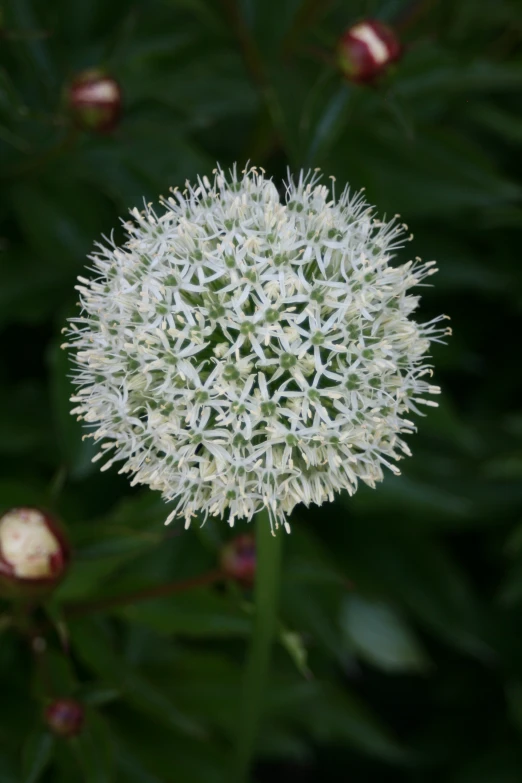 a large white flower with multiple petals in a garden