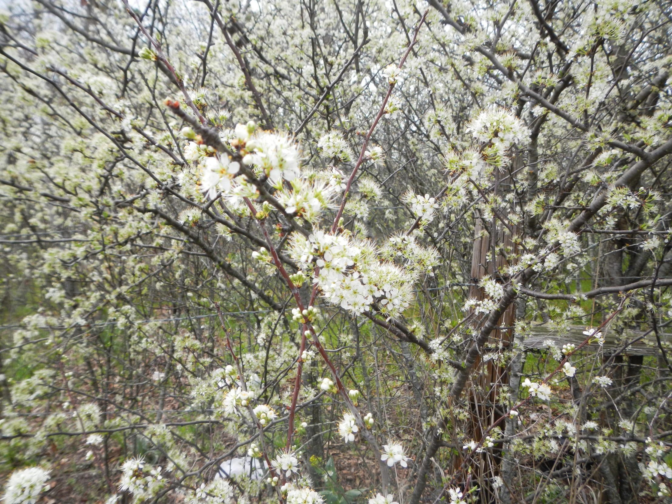 a field with white flowers and trees in the background