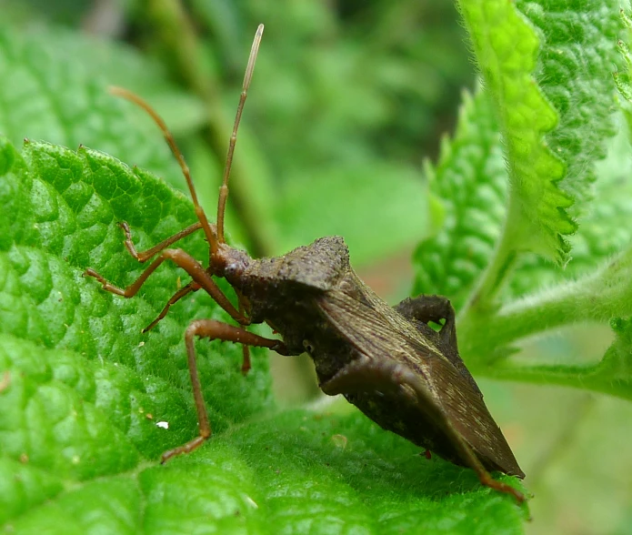 a bug is standing on a green plant