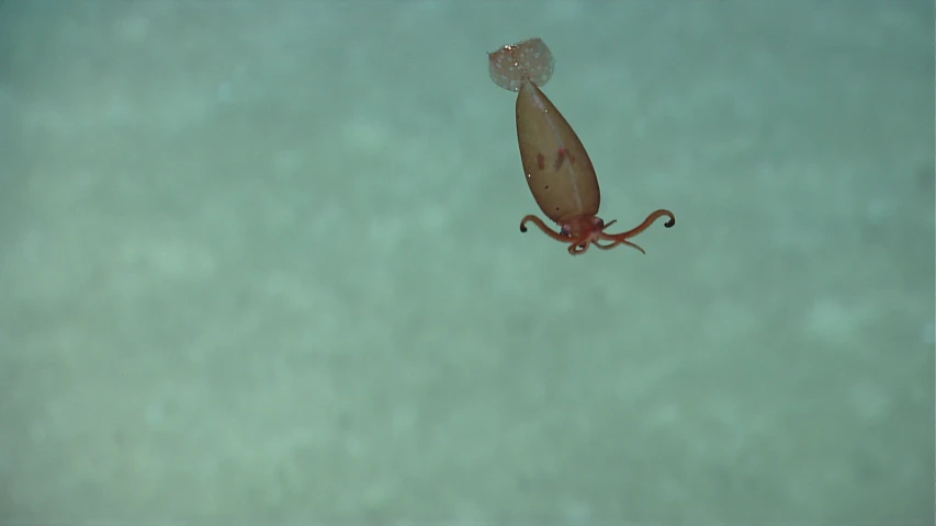 an octo floating in the air with it's back legs extended