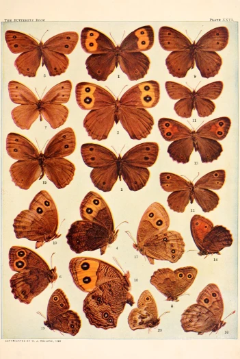 the moths, from a victorian print, shows a series of red brown and orange colored erflies