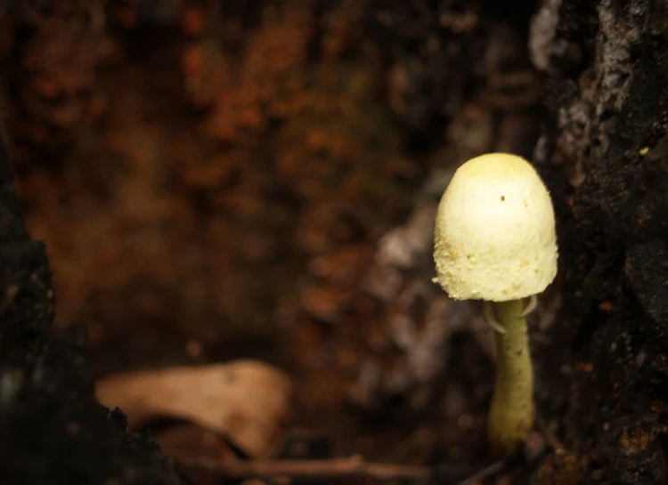 a white mushroom with a yellow top grows from a  in a tree