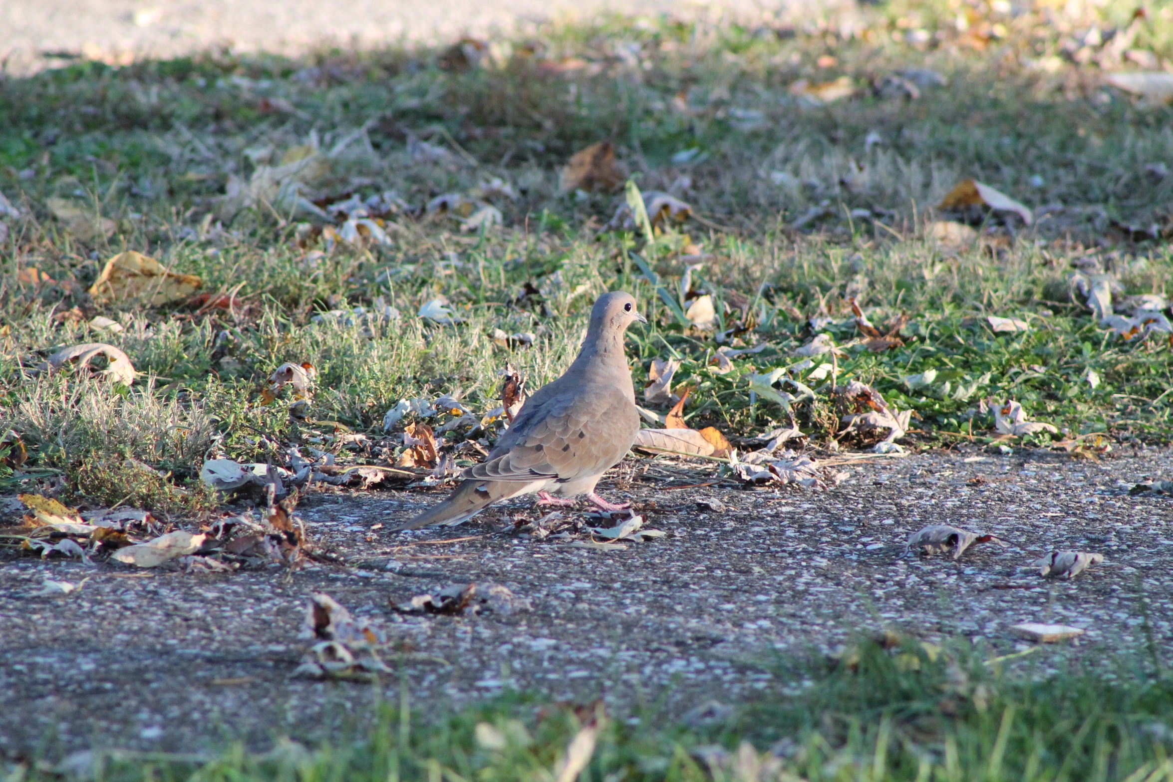 a close up of a bird on the ground