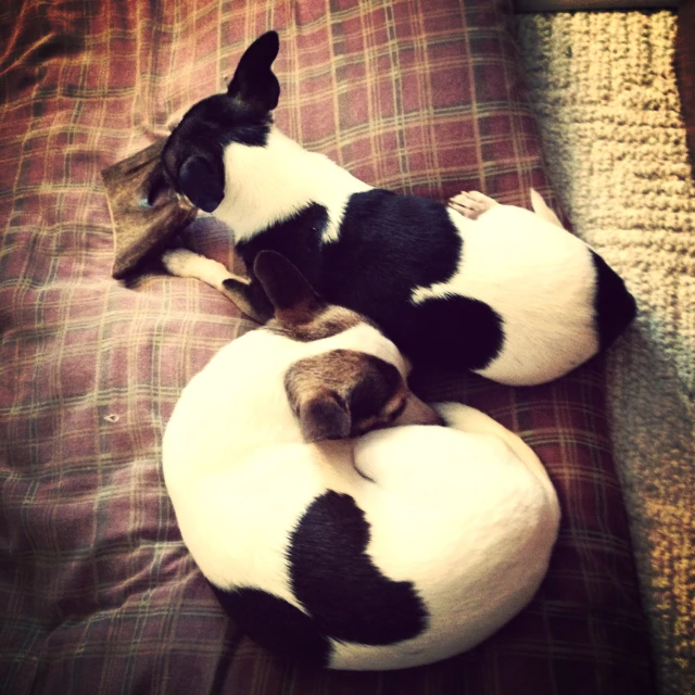 a couple of dogs that are laying on a blanket