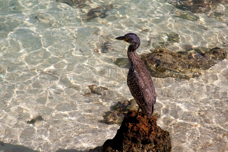 a brown and black bird standing on a rock in shallow water