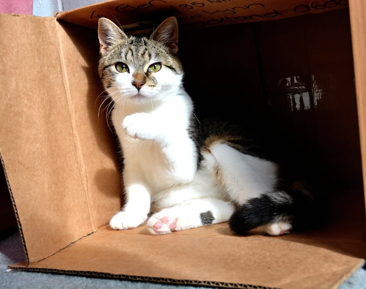 the cat is laying inside the box and enjoying the rest