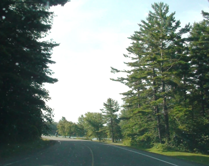 a road that has a forest on either side